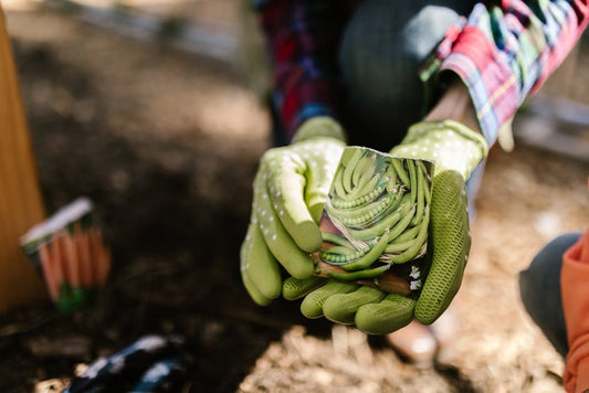 How Does Organic Cocoa Benefit Local Farmers?